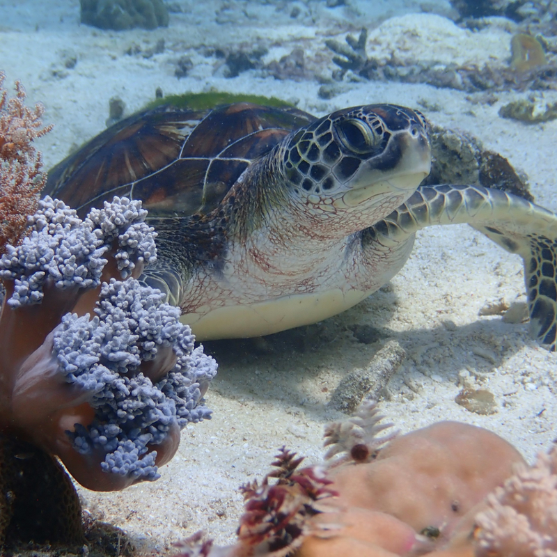 LES OCÉANS SONT SOUMIS À DES PRESSIONS SANS PRÉCÉDENT LES OCÉANS SONT SOUMIS À DES PRESSIONS SANS PRÉCÉDENT